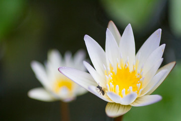 Two Water White Lilies