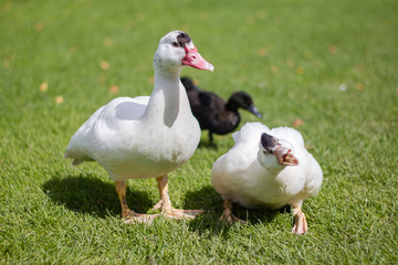 Fototapeta na wymiar Two beautiful white ducks are sitting on the green grass in a sunny day