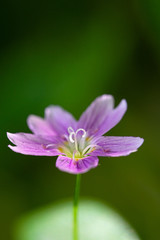 small flower details