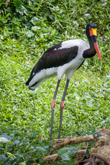 The saddle-billed stork  (Ephippiorhynchus senegalensis) is a large wading bird in the stork family, Ciconiidae. It is a widespread species which is a resident breeder in sub-Saharan Africa