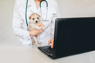 Online consultation with a veterinarian. Veterinarian examines the animal through video chat....