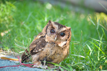 Owl on grass