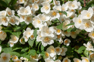 Jasmine flowers on the branch in the garden