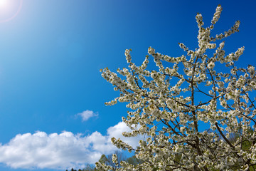 Flowers of the cherry blossoms isolated on blue sky .