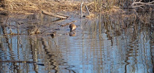 The muskrat crawled out of the water onto a flooded tree trunk and washes its face.