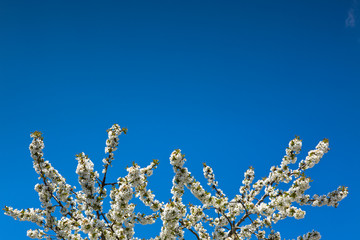 Flowers of the cherry blossoms isolated on blue sky .