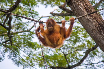 a baby Bornean orangutan is hanging on rope The orangutan is a critically endangered species, with deforestation, palm oil plantations, and hunting posing a serious threat to its continued existence © Danny Ye