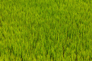 Obraz premium green rice field in vietnam