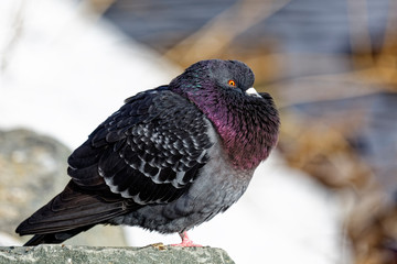 A side view of a feral pigeon, Livia domestica.