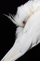 close up of a white cockatiel