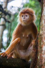 The Javan lutung (Trachypithecus auratus) closeup image,  also known as the ebony lutung and Javan langur, is an Old World monkey from the Colobinae subfamily