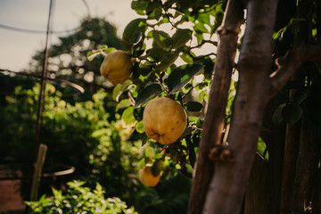 Beautiful ripe fruit ready to be picked as the sun sets on a small organic farm. 