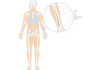Fototapeta na wymiar Anatomie - menschliches Skelett - Unterarm (lateinische Beschriftung)