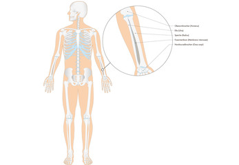 Anatomie - menschliches Skelett - Unterarm (deutsche Beschriftung)