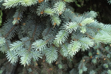 Close view of fresh blue foliage of Picea pungens in spring