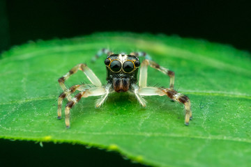 jumping spider - nature marco photography