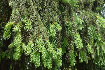 Bright green fresh needles on branches of spruce in spring