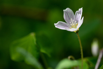 white flower on green background