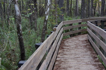 A wooden walkway next to a forest