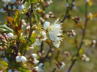 cherry blossom in spring