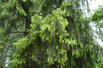 Spruce with fresh green foliage in spring