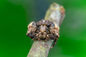 one beautiful insect - natural marco photography	