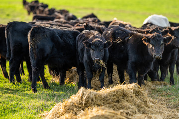 Beef cows and calfs grazing on grass in south west victoria, Australia. eating hay and silage....