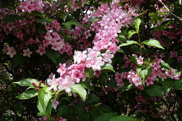 Blossoming branch of Weigela florida in May