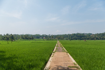 Fototapeta na wymiar Chemin entre des champs de riz