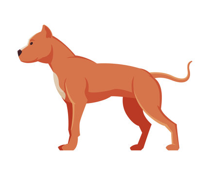 American Bandog Purebred Dog, Pet Animal, Side View Vector Illustration
