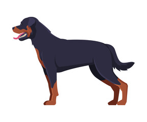 Rottweiler Purebred Dog, Pet Animal, Side View Vector Illustration