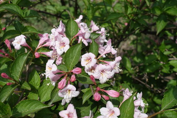 Buds and pink flowers of Weigela florida in May