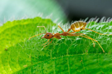 Weaver ant - nature marco photography