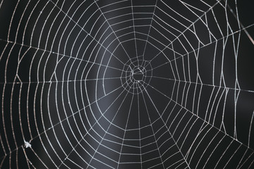 spider's web on a black background. 