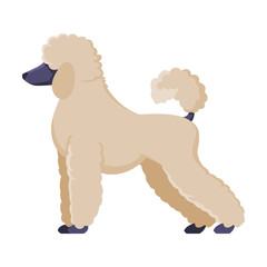 White Poodle Purebred Dog, Pet Animal, Side View Vector Illustration