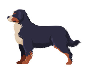 Bernese Mountain Dog Purebred Dog, Pet Animal, Side View Vector Illustration - obrazy, fototapety, plakaty