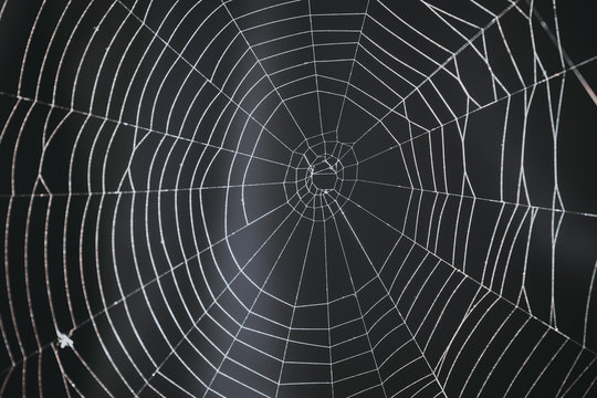 spider's web on a black background. 