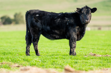 Beef cows and calfs grazing on grass in south west victoria, Australia. eating hay and silage....
