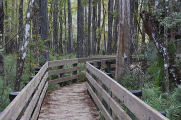 Fototapeta premium A wooden walkway next to a forest