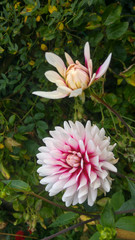 Obraz premium Close up of beautiful dahlia flower