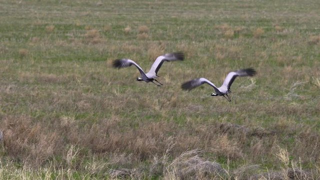 Family of cranes crane belle or Anthropoides virgo grazing in a meadow. Northern Kazakhstan.