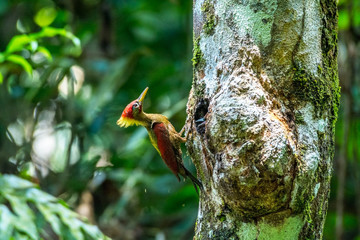 Lovely Crimson winged Woodpecker feeding - wildlife photography