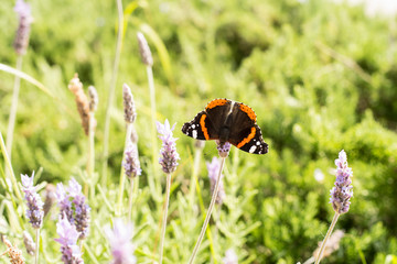 Butterfly sucking lavender flowers in a park in Aguilas, Murcia, Spain