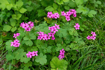 Pink flowers between fresh green leaves in the garden