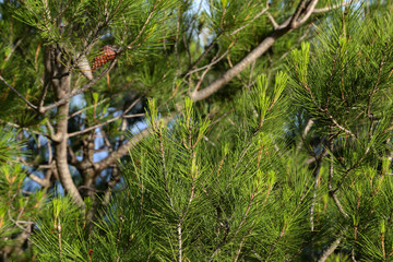 Mediterranean pine branches on the Adriatic coast