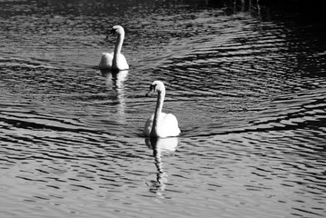 łabędzie na wodzie © Piotr