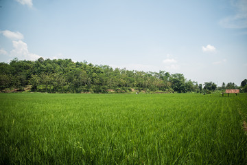 Rizières en Indonésie