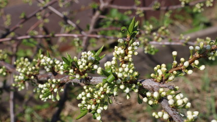 unblown flower buds on apple tree branches in a spring garden