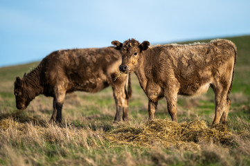 Beef cows and calfs grazing on grass in south west victoria, Australia. eating hay and silage....