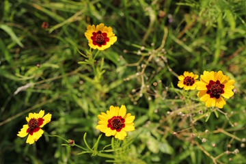 Wildflowers
